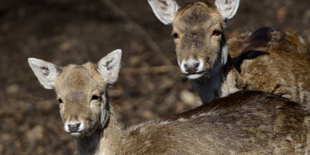 Deer
